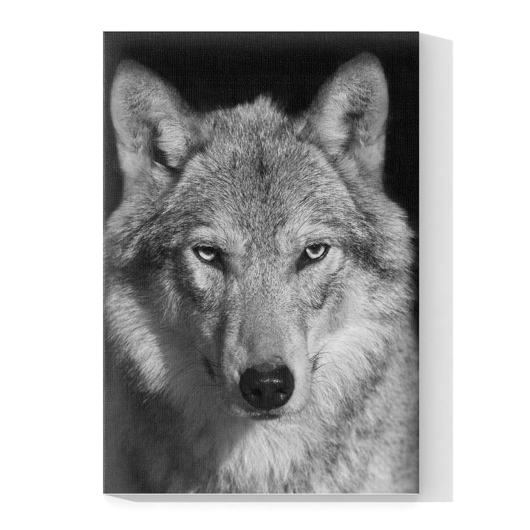 Cuadro Decorativo Lobo Gris #06 60 X 40