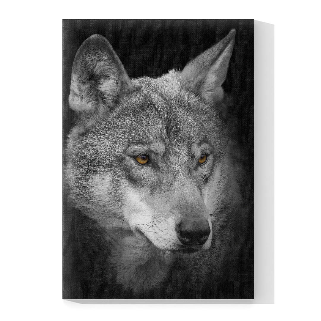 Cuadro Decorativo Lobo Gris #07 60 X 40