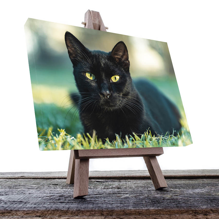 Cuadro Decorativo de Gato Negro #33 90 X 60