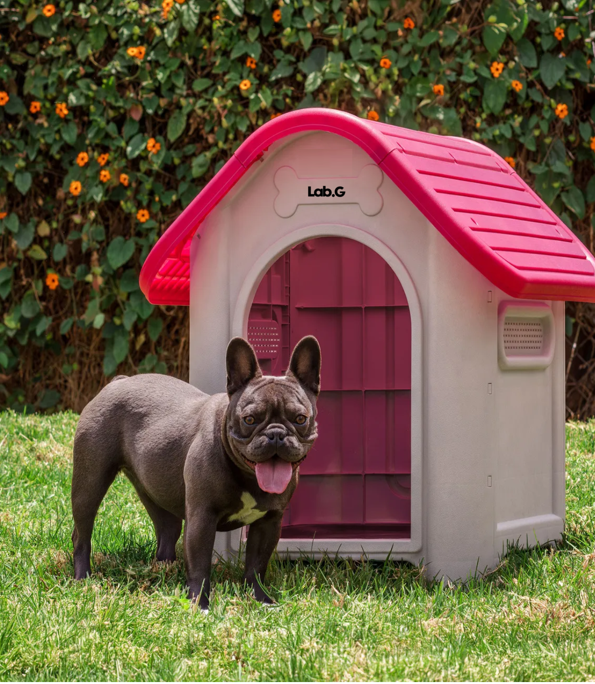 Casa Mascota Mediana Color Magenta